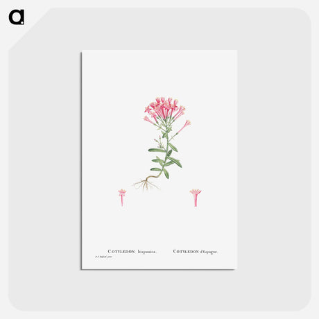 アートポストカード-Cotyledon Hispanica - ピエール ジョゼフ ルドゥーテ Postcard.