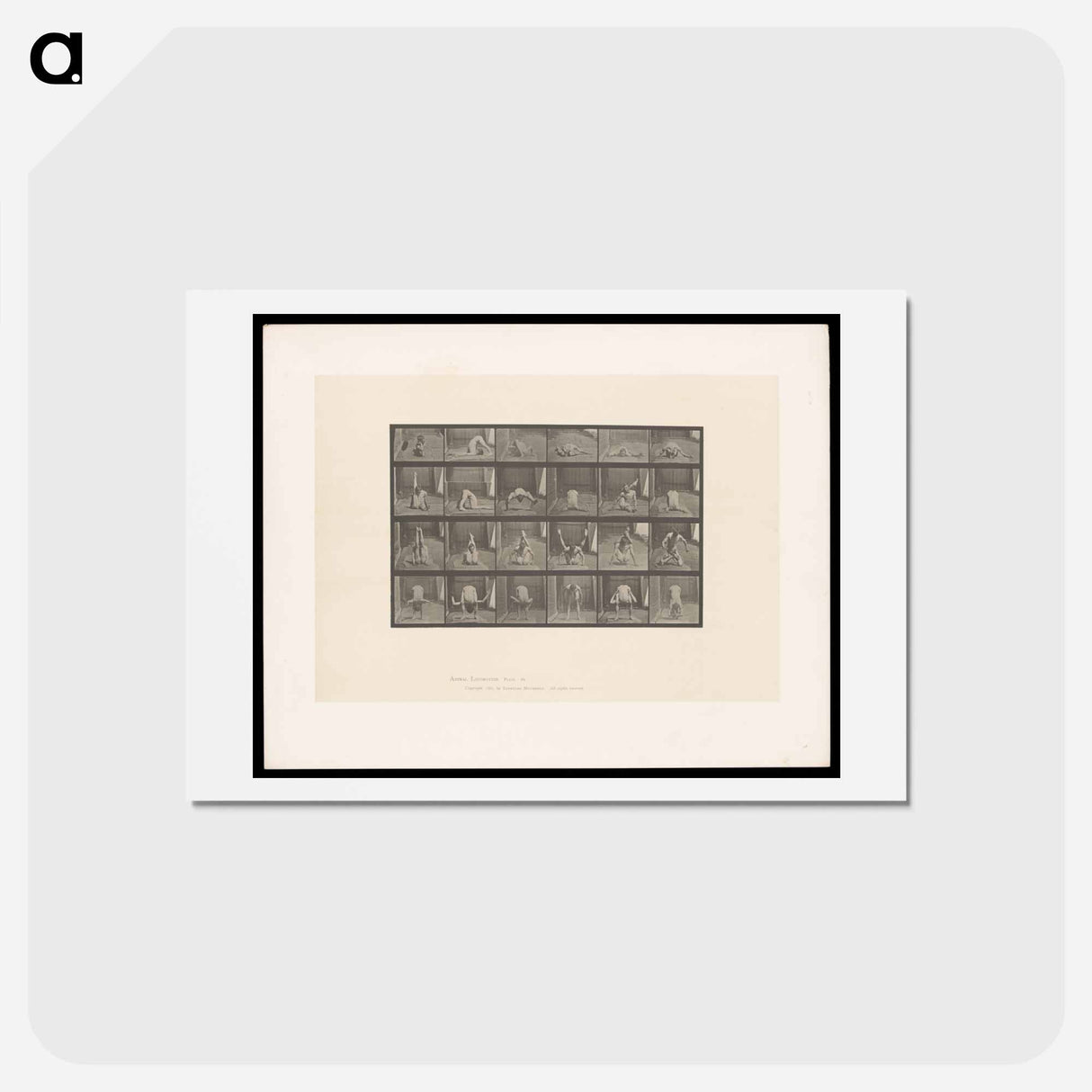アートポストカード-Contortions
 - エドワード マイブリッジ Postcard.