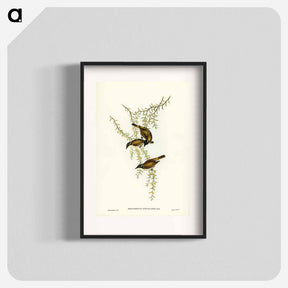 アートポスター-White-throated Honey-eater
 - ジョン グールド Poster.