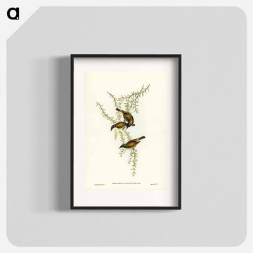 White-throated Honey-eater
 - ジョン グールド Poster.