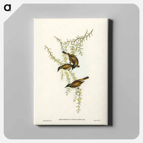 アートパネル-White-throated Honey-eater
 - ジョン グールド Canvas.
