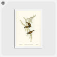 アートポストカード-White-throated Honey-eater
 - ジョン グールド Postcard.