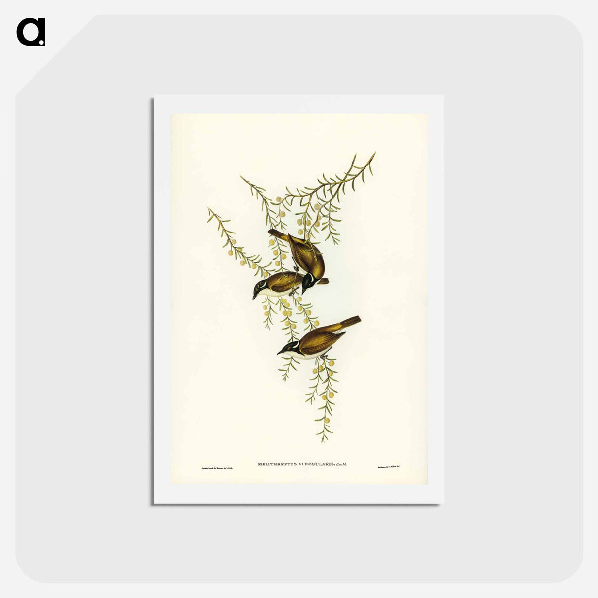 アートポストカード-White-throated Honey-eater
 - ジョン グールド Postcard.