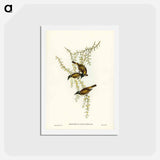 アートポストカード-White-throated Honey-eater
 - ジョン グールド Postcard.