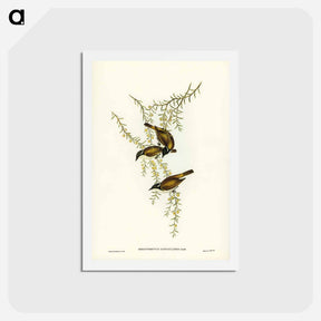 アートポストカード-White-throated Honey-eater
 - ジョン グールド Postcard.