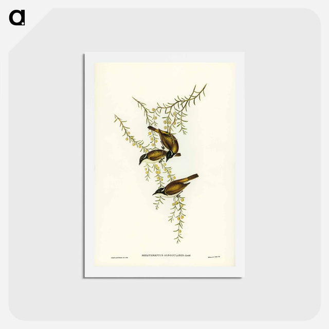 アートポストカード-White-throated Honey-eater
 - ジョン グールド Postcard.