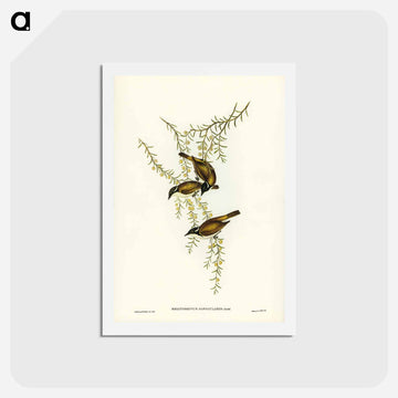 White-throated Honey-eater
 - ジョン グールド Postcard.