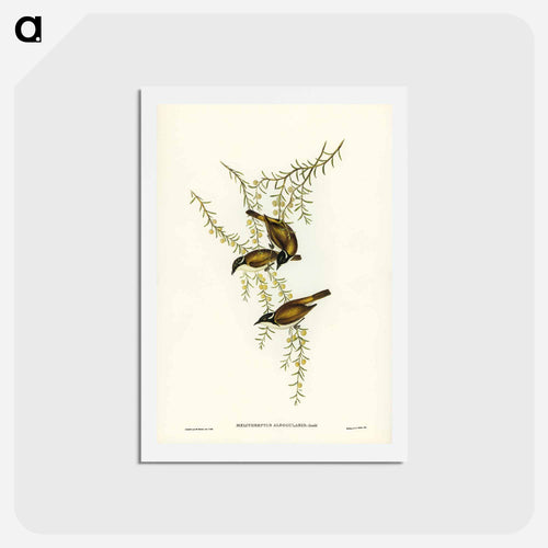 White-throated Honey-eater
 - ジョン グールド Postcard.