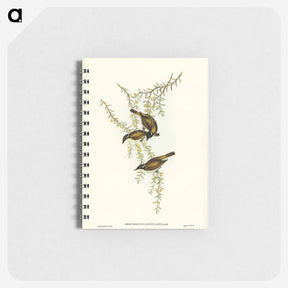 アートメモ帳-White-throated Honey-eater
 - ジョン グールド Memo.
