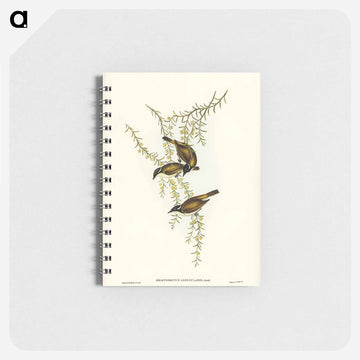White-throated Honey-eater
 - ジョン グールド Memo.