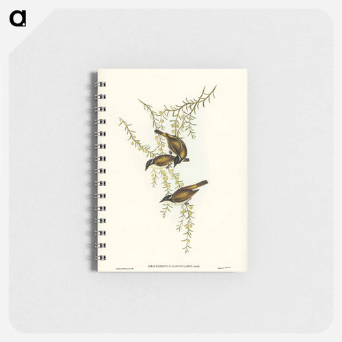 White-throated Honey-eater
 - John Gould Memo.