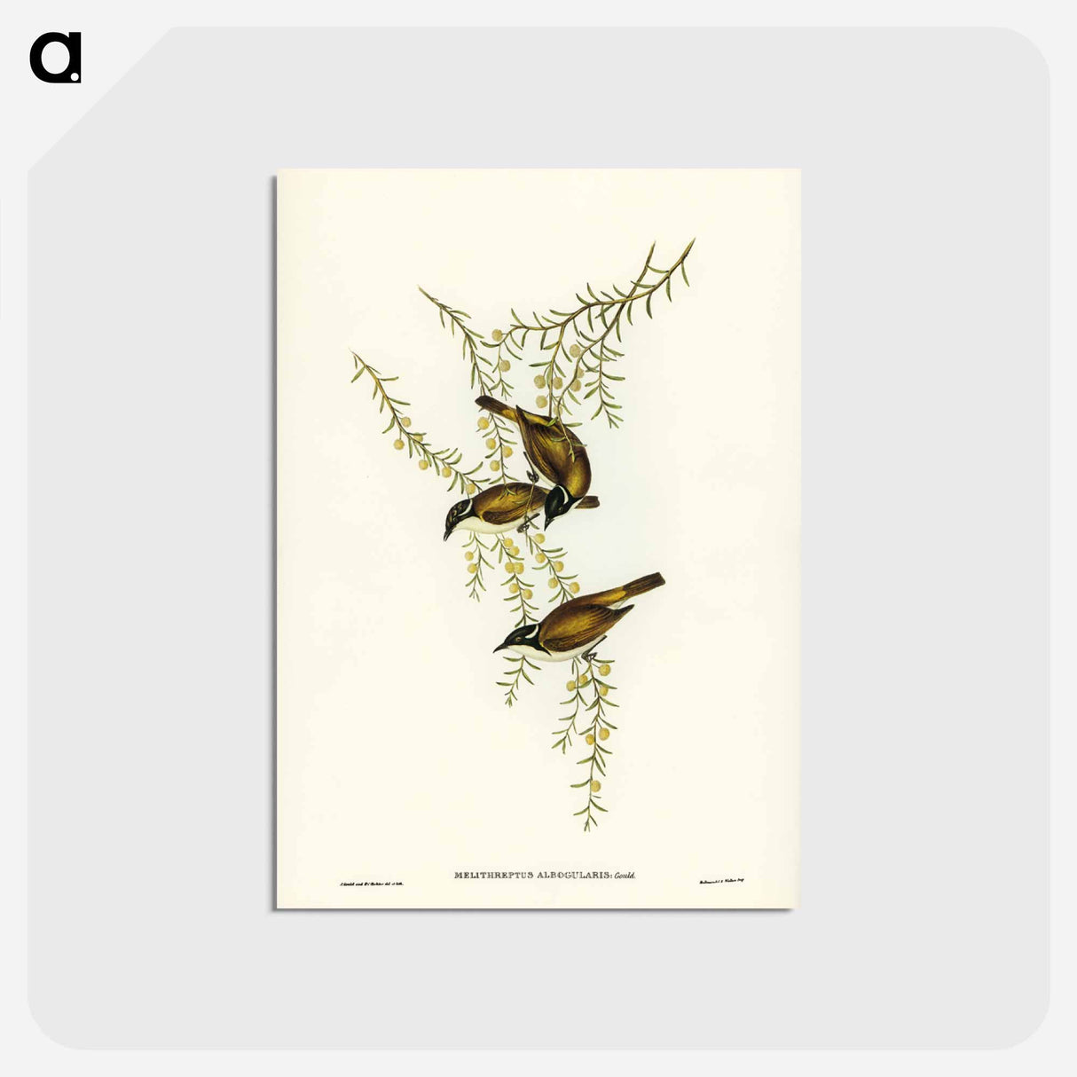 アートポストカード-White-throated Honey-eater
 - ジョン グールド Postcard.