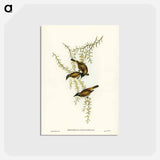 アートポストカード-White-throated Honey-eater
 - ジョン グールド Postcard.