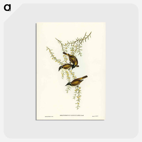 アートポストカード-White-throated Honey-eater
 - ジョン グールド Postcard.