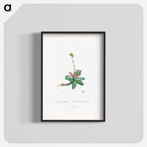 アートポスター-Crassula Obvallata - ピエール ジョゼフ ルドゥーテ Poster.