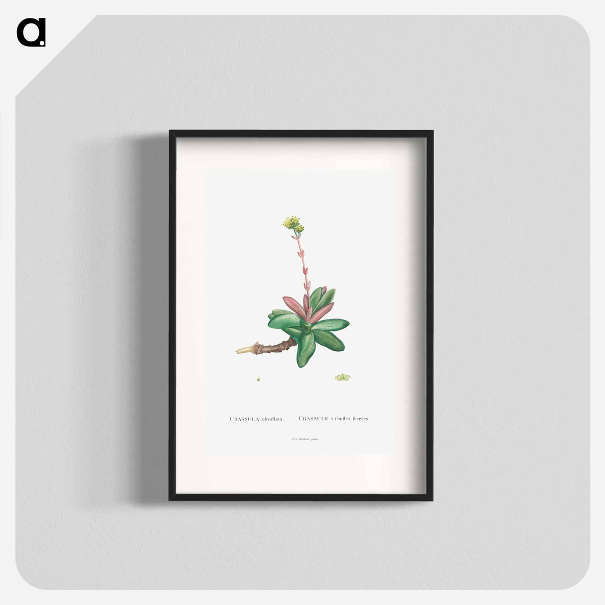 Crassula Obvallata - ピエール ジョゼフ ルドゥーテ Poster.