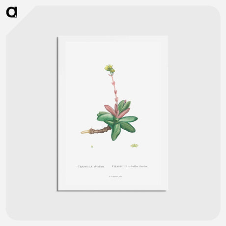 アートポストカード-Crassula Obvallata - ピエール ジョゼフ ルドゥーテ Postcard.