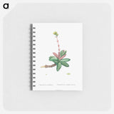 Crassula Obvallata - ピエール ジョゼフ ルドゥーテ Memo.