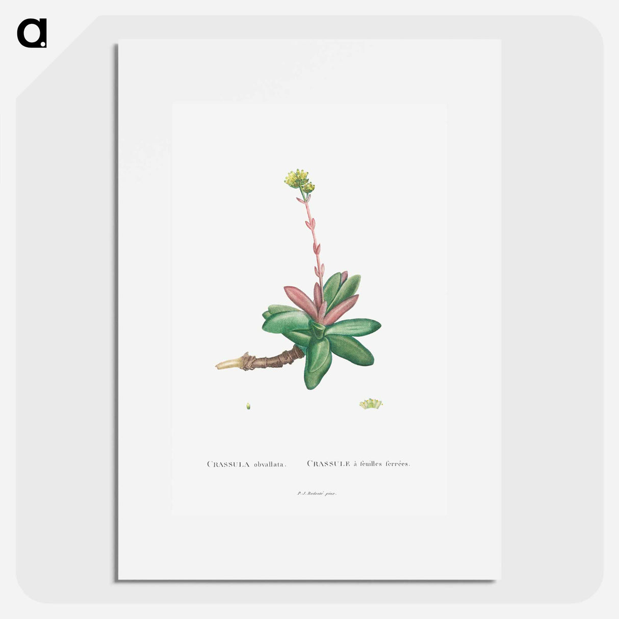 Crassula Obvallata - ピエール ジョゼフ ルドゥーテ Poster.