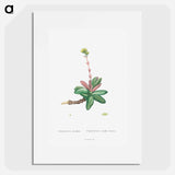 Crassula Obvallata - ピエール ジョゼフ ルドゥーテ Poster.