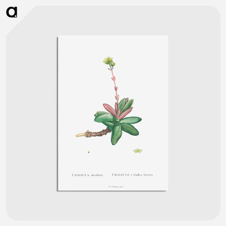 アートポストカード-Crassula Obvallata - ピエール ジョゼフ ルドゥーテ Postcard.