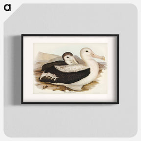 アートポスター-Wandering Albatross
 - ジョン グールド Poster.