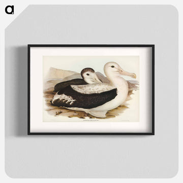 Wandering Albatross
 - ジョン グールド Poster.