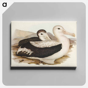 アートパネル-Wandering Albatross
 - ジョン グールド Canvas.