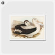 アートポストカード-Wandering Albatross
 - ジョン グールド Postcard.