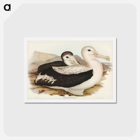 アートポストカード-Wandering Albatross
 - ジョン グールド Postcard.