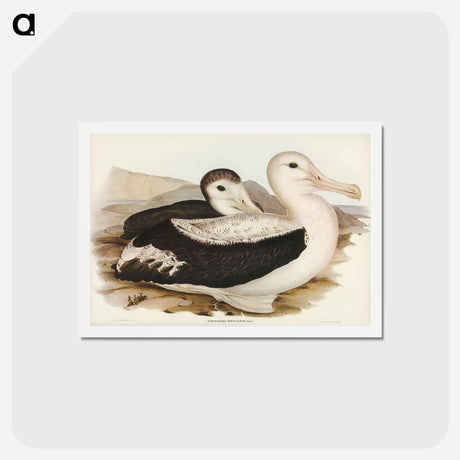 アートポストカード-Wandering Albatross
 - ジョン グールド Postcard.