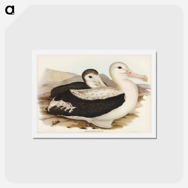 アートポストカード-Wandering Albatross
 - ジョン グールド Postcard.