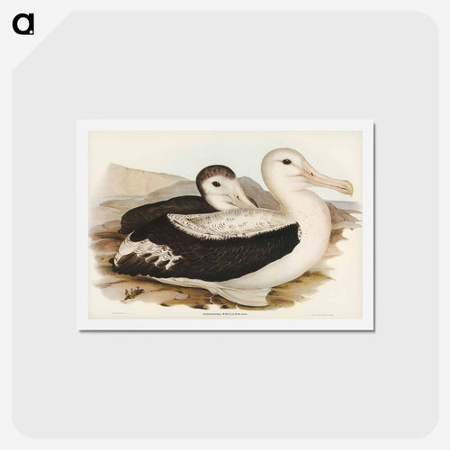 Wandering Albatross
 - ジョン グールド Postcard.