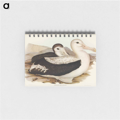 Wandering Albatross
 - John Gould Memo.