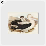 アートポストカード-Wandering Albatross
 - ジョン グールド Postcard.
