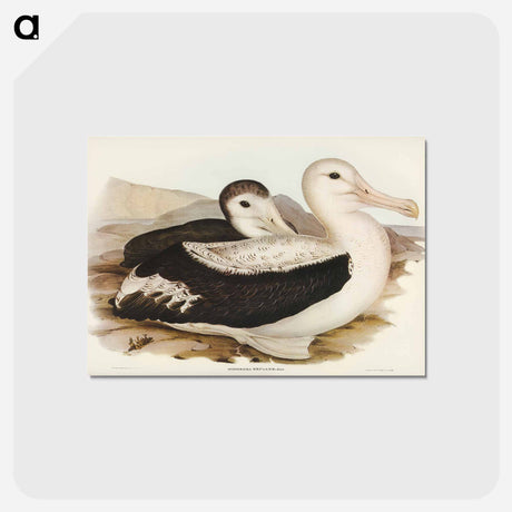 アートポストカード-Wandering Albatross
 - ジョン グールド Postcard.