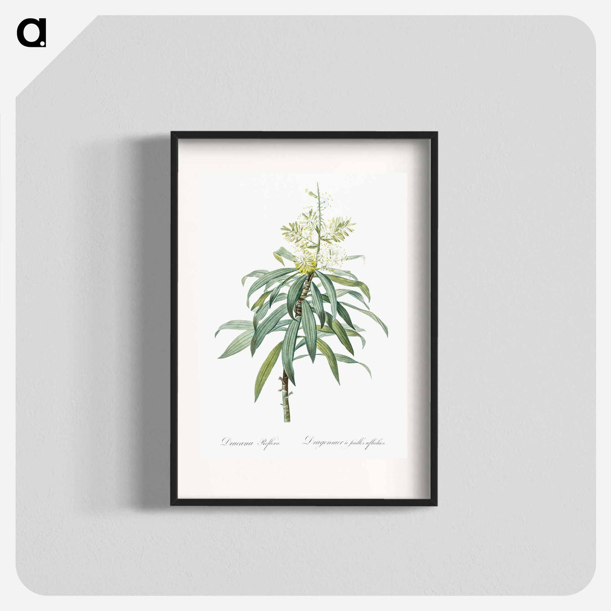 Pleomele illustration from The Liliacées - Pierre Joseph Redouté Poster.