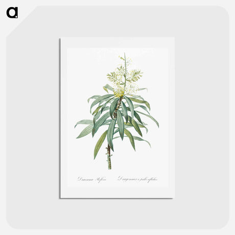 アートポストカード-Pleomele illustration from Les liliacées - ピエール ジョゼフ ルドゥーテ Postcard.