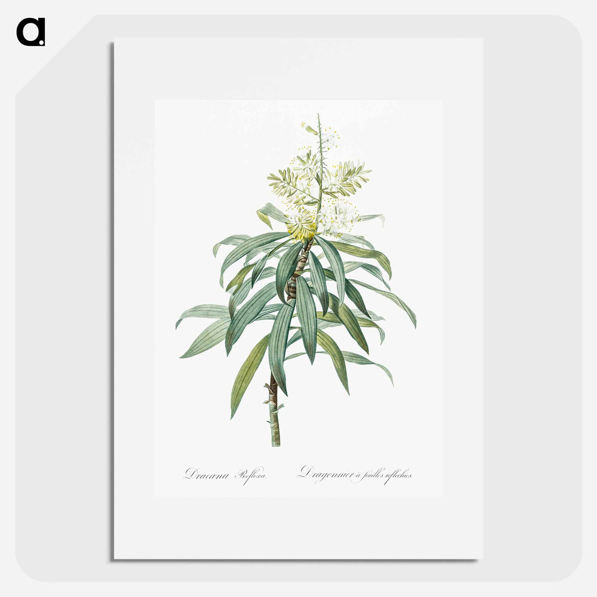 Pleomele illustration from The Liliacées - Pierre Joseph Redouté Poster.