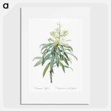 Pleomele illustration from The Liliacées - Pierre Joseph Redouté Poster.