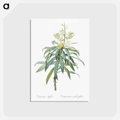 アートポストカード-Pleomele illustration from Les liliacées - ピエール ジョゼフ ルドゥーテ Postcard.