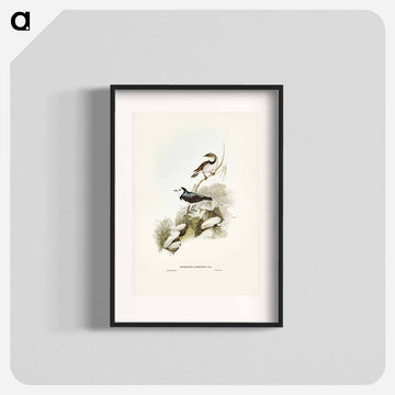 White-fronted Chat
 - ジョン グールド Poster.