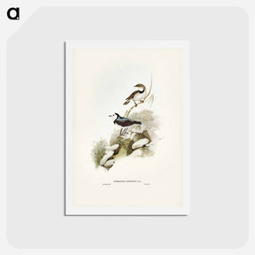 アートポストカード-White-fronted Chat
 - ジョン グールド Postcard.