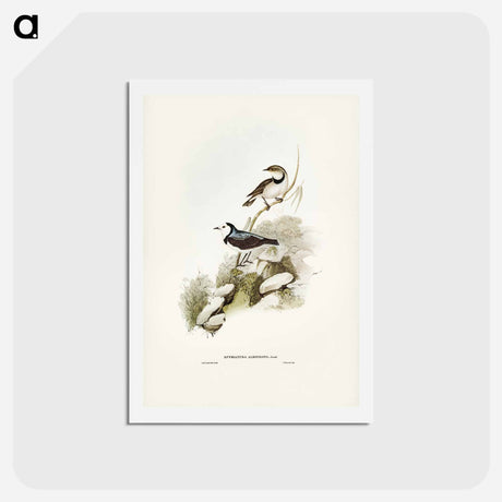 アートポストカード-White-fronted Chat
 - ジョン グールド Postcard.