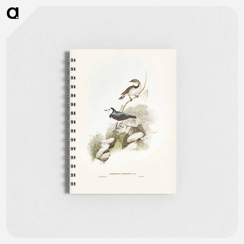 White-fronted Chat
 - John Gould Memo.