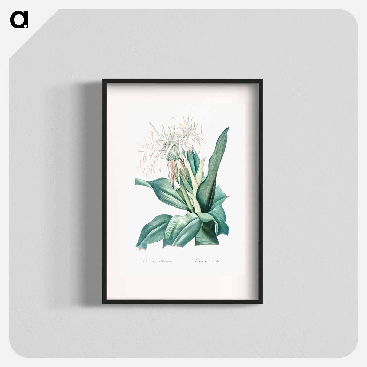 Poison bulb illustration - Pierre Joseph Redouté Poster.