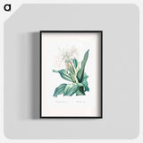 Poison bulb illustration - Pierre Joseph Redouté Poster.