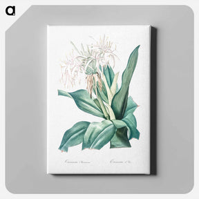 アートパネル-Poison bulb illustration - ピエール ジョゼフ ルドゥーテ Canvas.