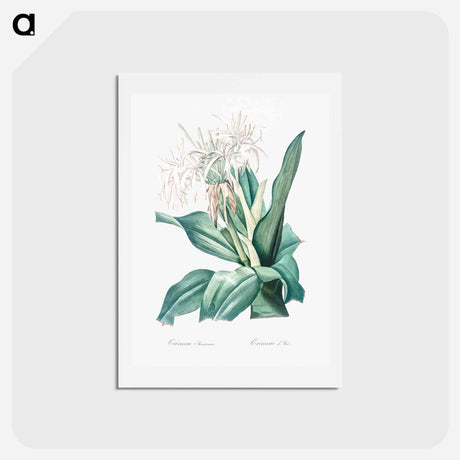 アートポストカード-Poison bulb illustration - ピエール ジョゼフ ルドゥーテ Postcard.