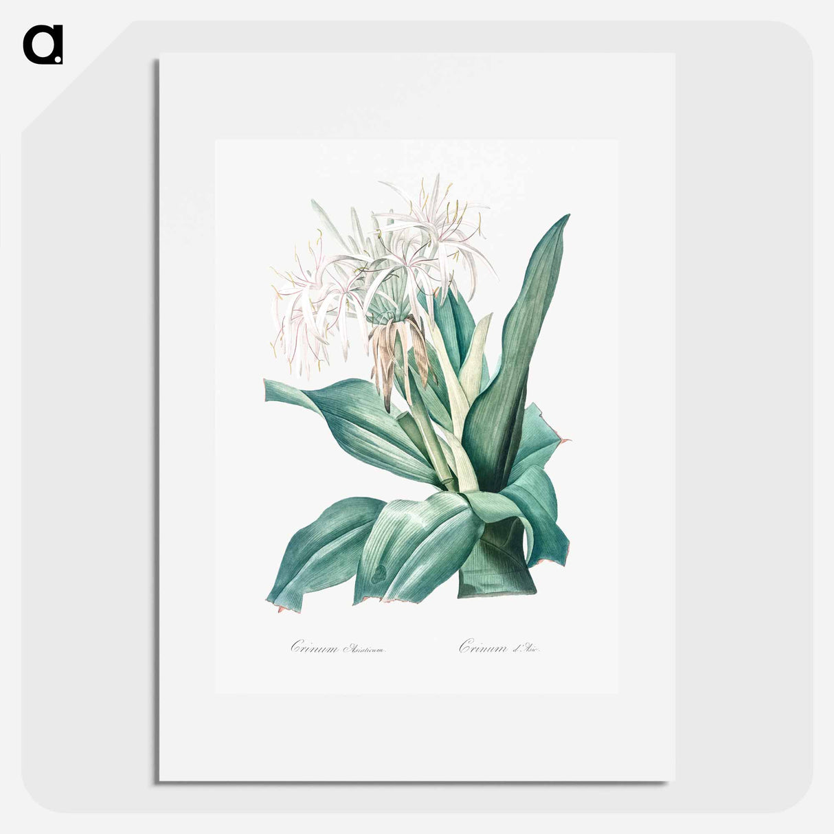 Poison bulb illustration - Pierre Joseph Redouté Poster.